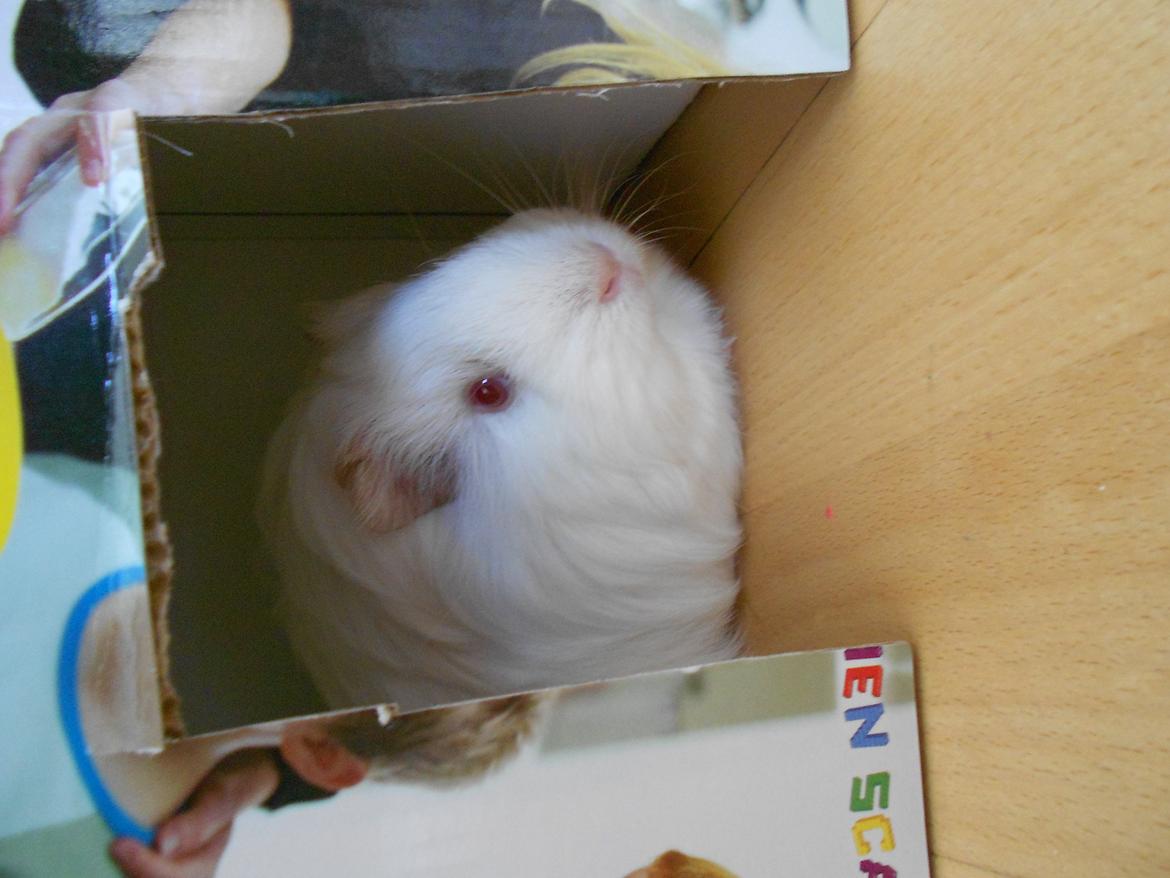 Marsvin Team hop´s Tita4  *unge* billede 8