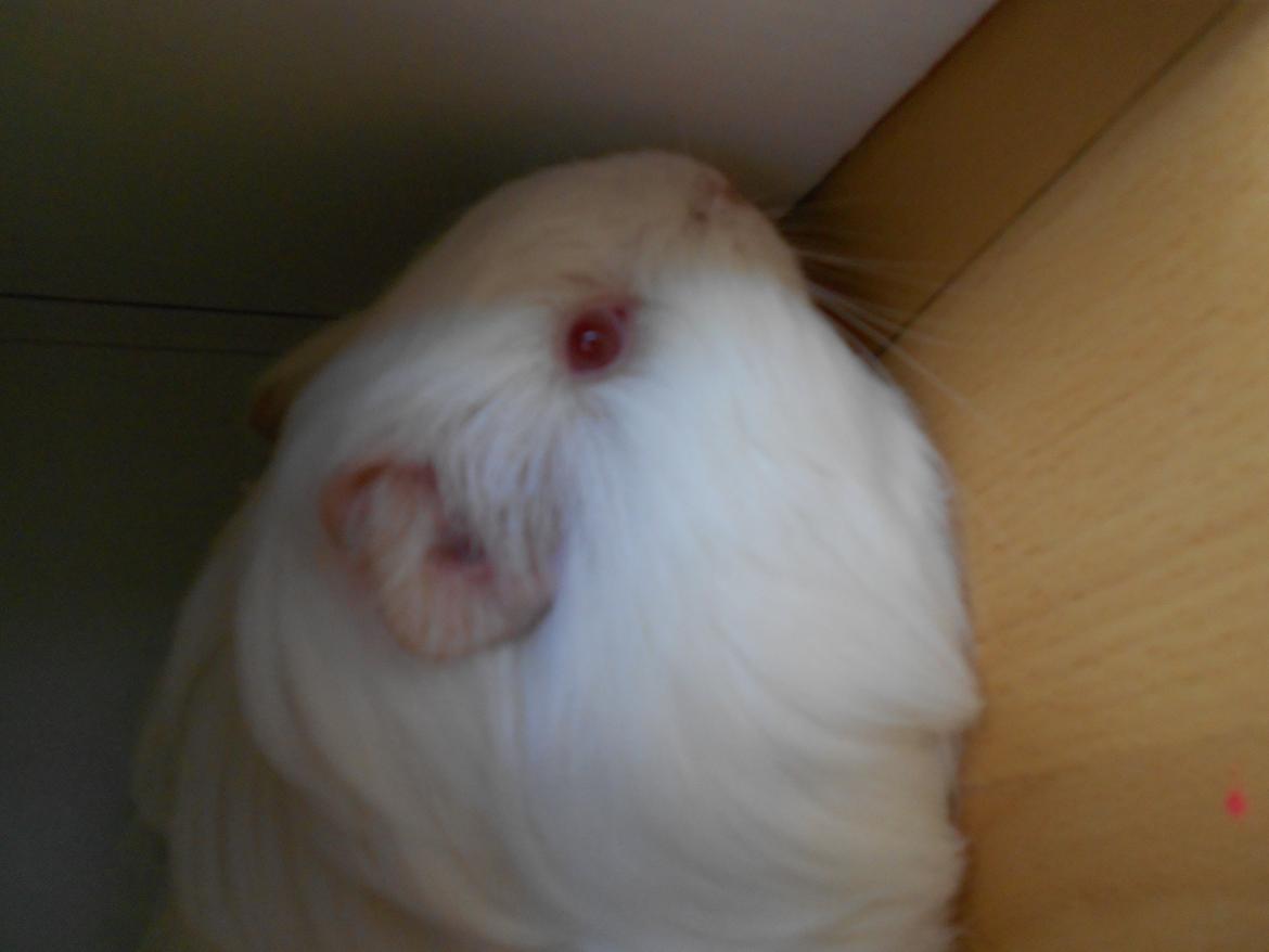 Marsvin Team hop´s Tita4  *unge* billede 9