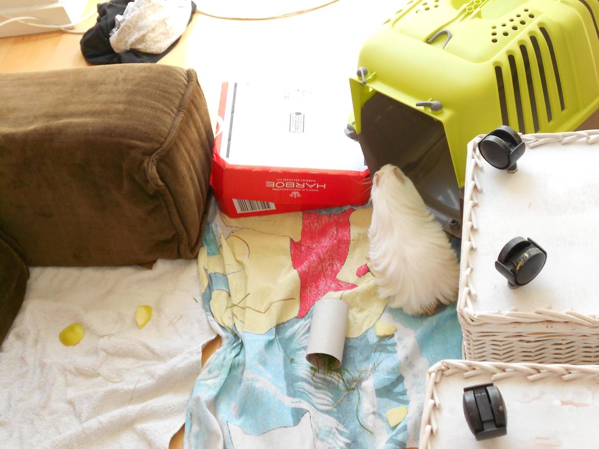 Marsvin Team hop´s Tita4  *unge* - Jeg skal lige ud og kigge lidt. :D billede 10