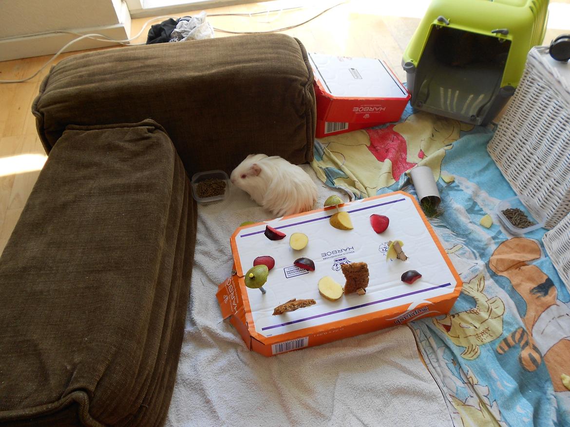 Marsvin Team hop´s Tita4  *unge* - Alt det mad ser lækkert ud.
Mums... :) billede 11