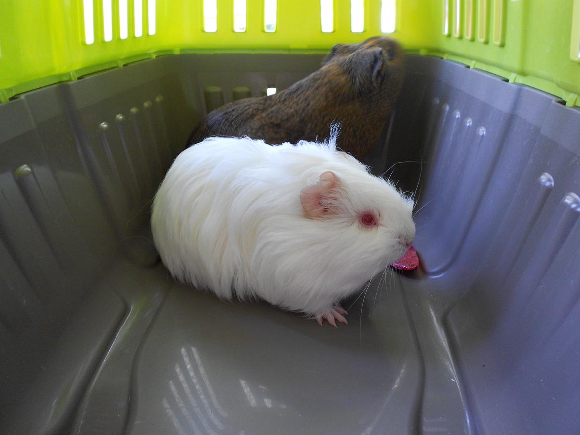 Marsvin Team hop´s Tita4  *unge* - Hej igen billede 12