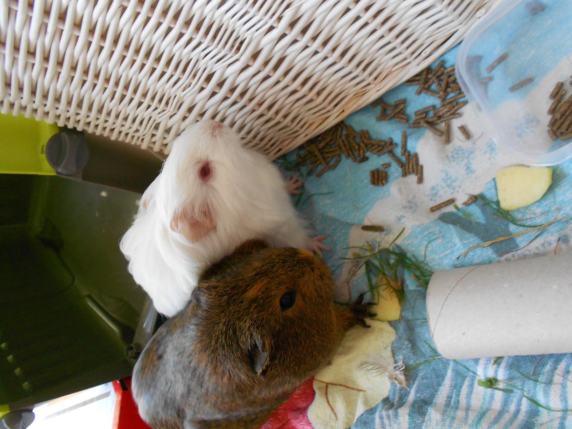 Marsvin Team hop´s Tita4  *unge* - Mig og mor :) billede 2