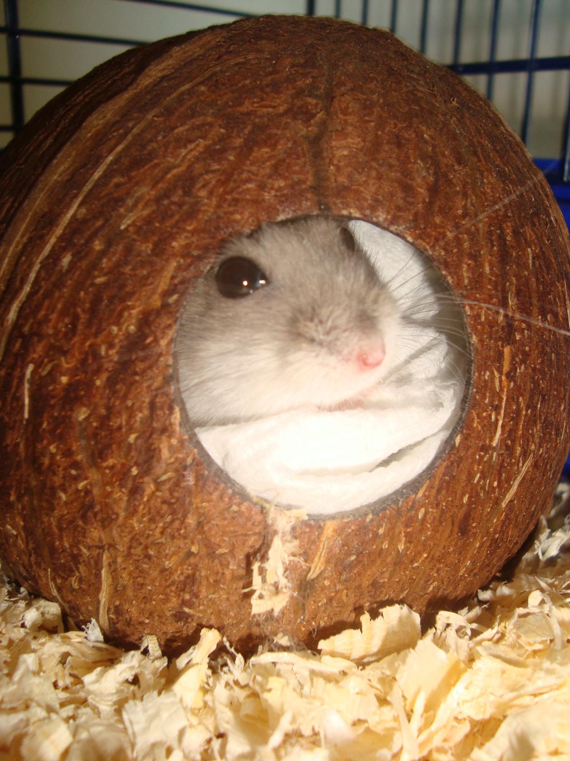 Dværghamster Theodore billede 10