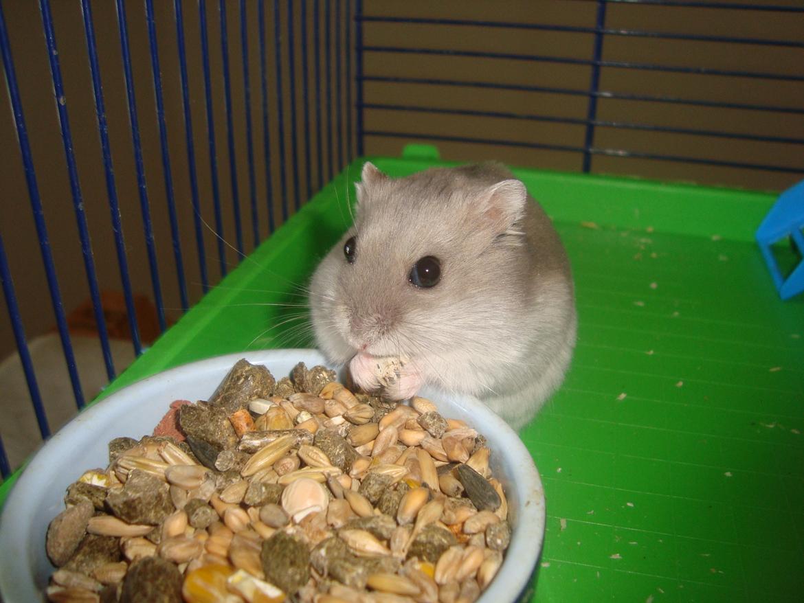 Dværghamster Theodore billede 11