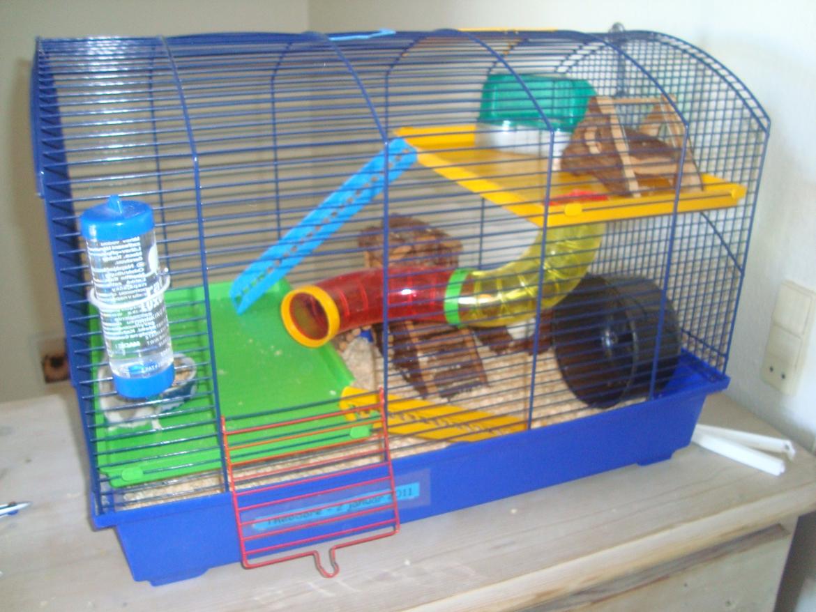 Dværghamster Theodore billede 15