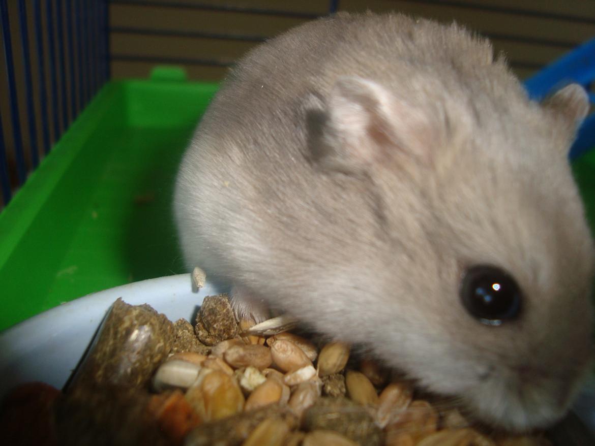 Dværghamster Theodore billede 17