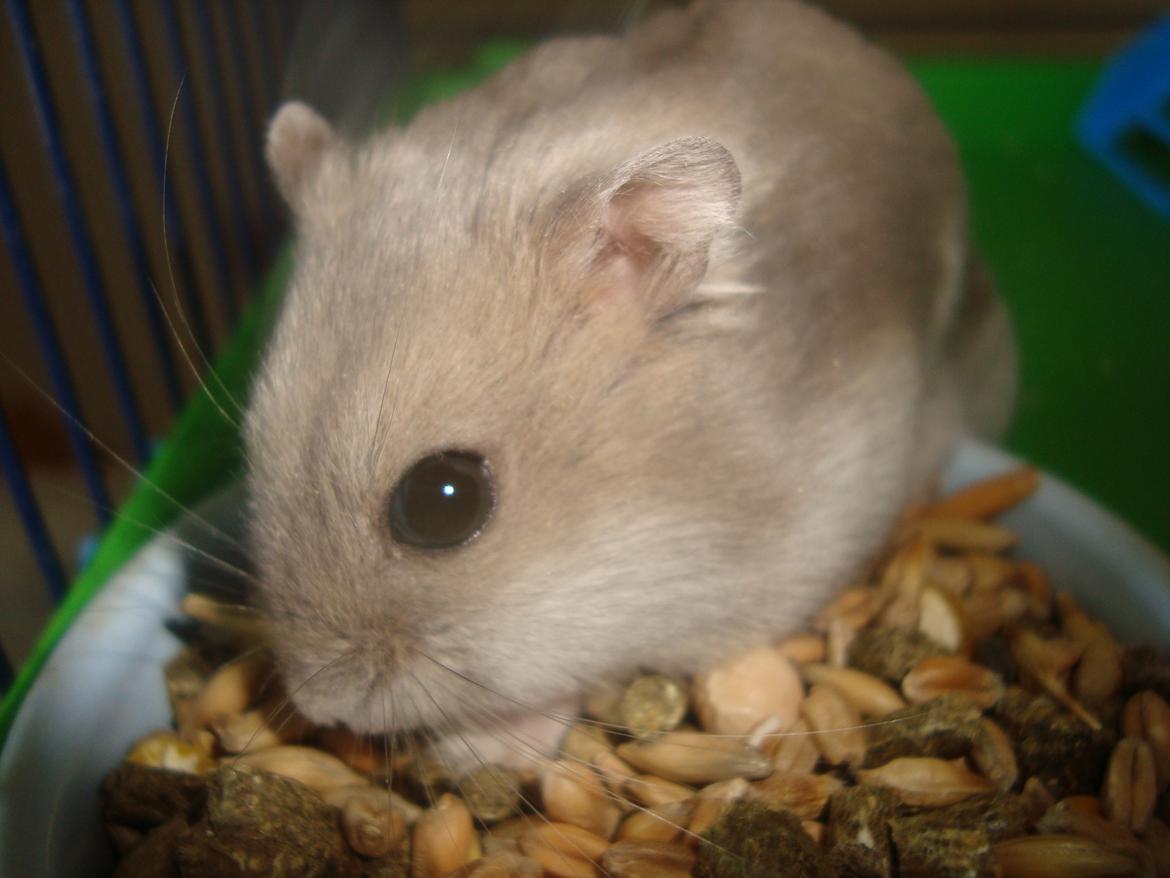 Dværghamster Theodore billede 18