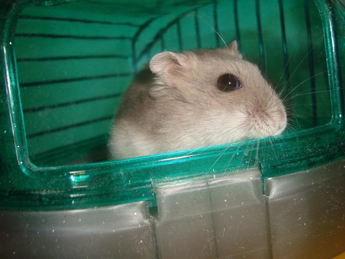 Dværghamster Theodore billede 19