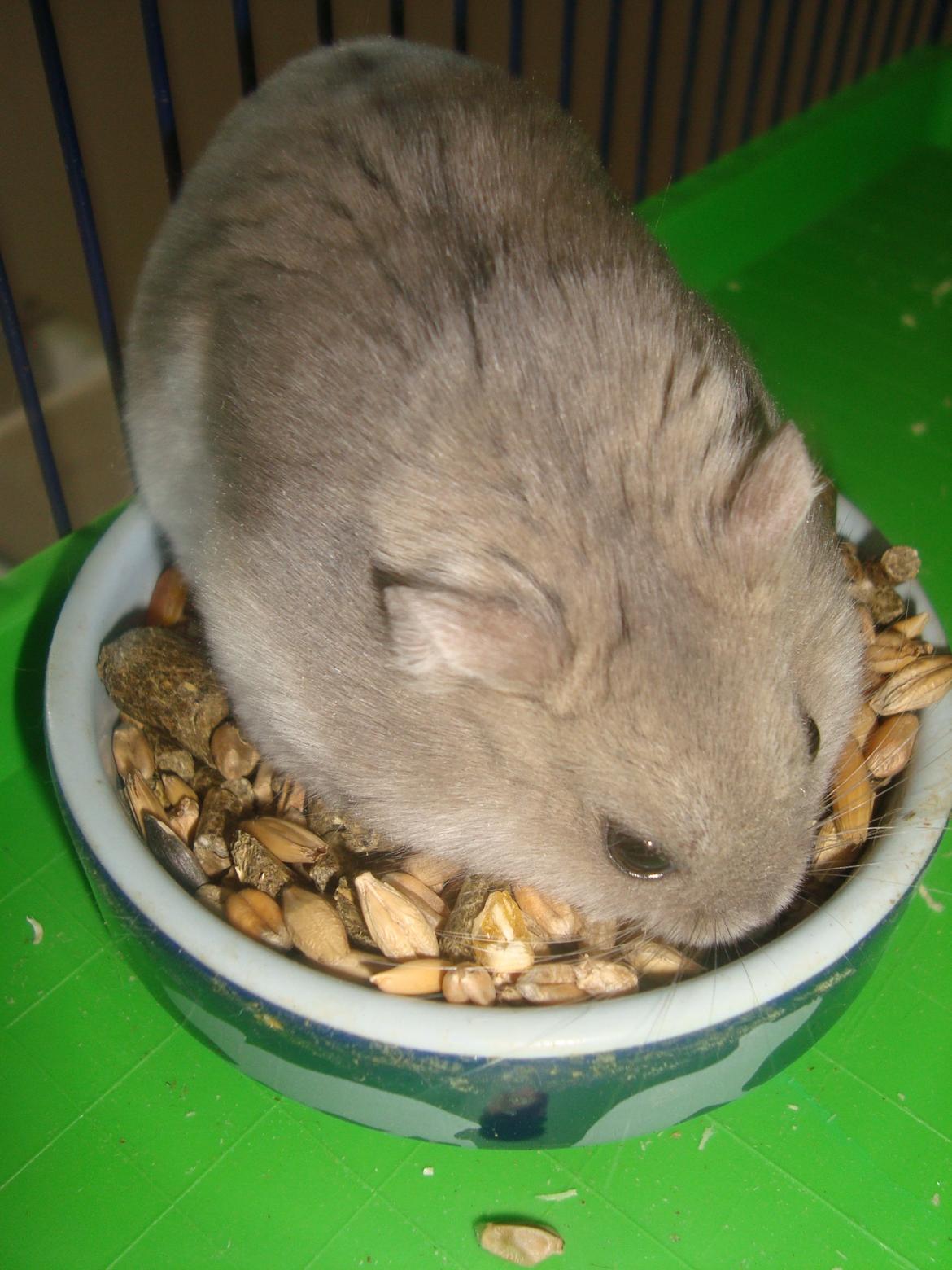 Dværghamster Theodore billede 20