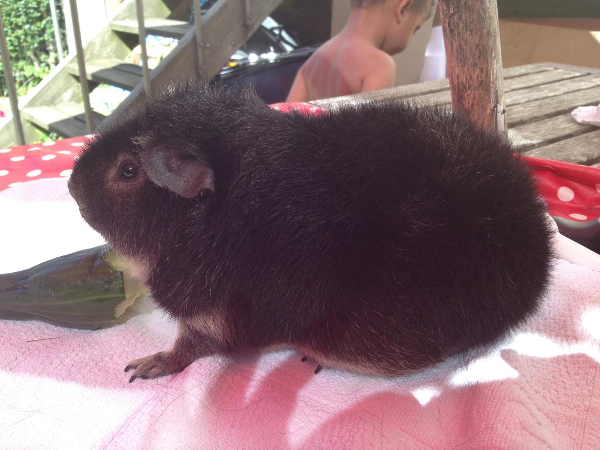 Marsvin Neville billede 1