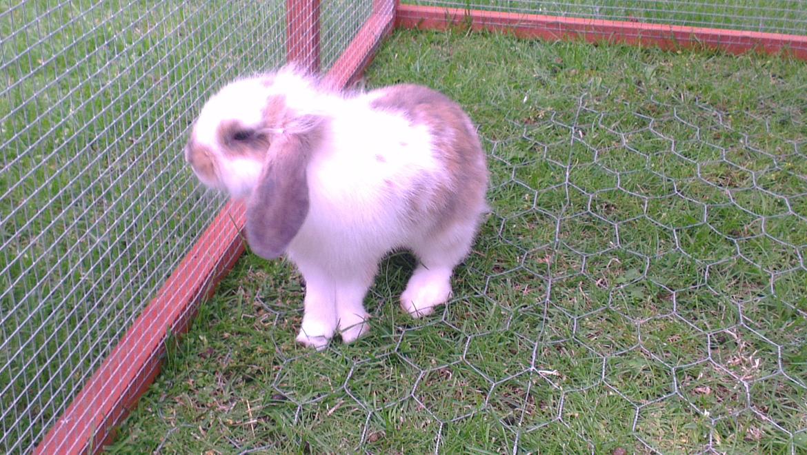 Kanin Blobber billede 20