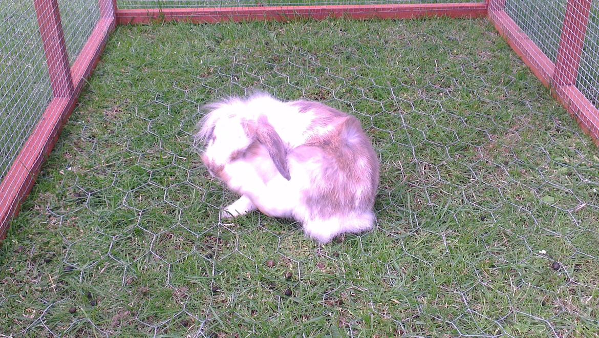 Kanin Blobber billede 21