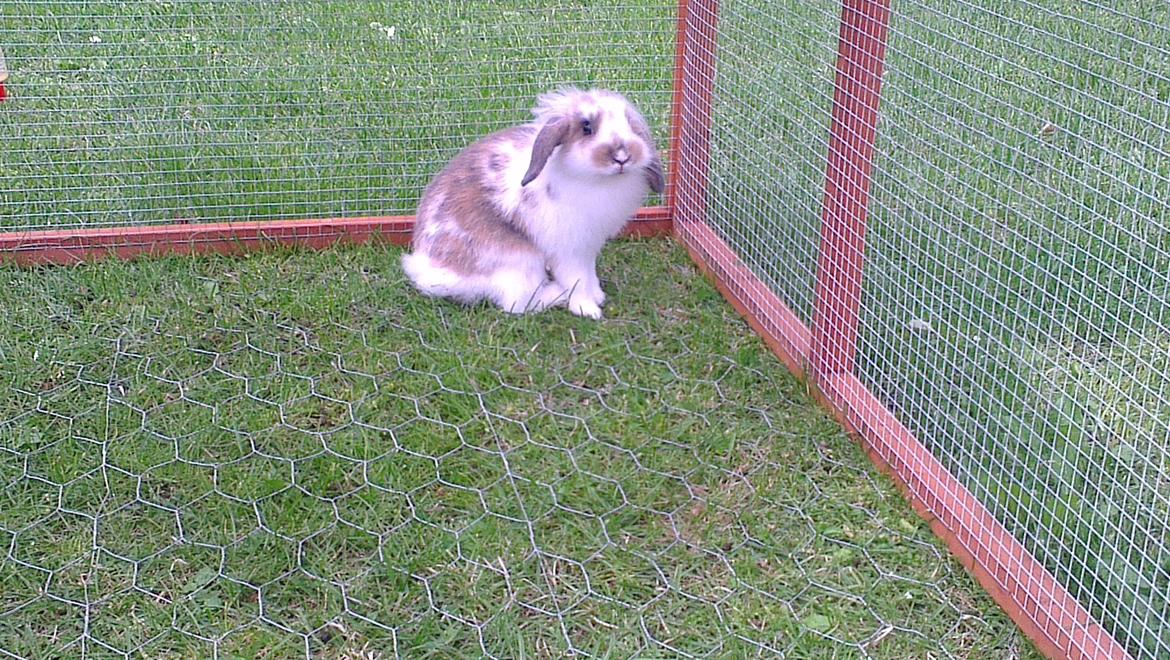 Kanin Blobber billede 22