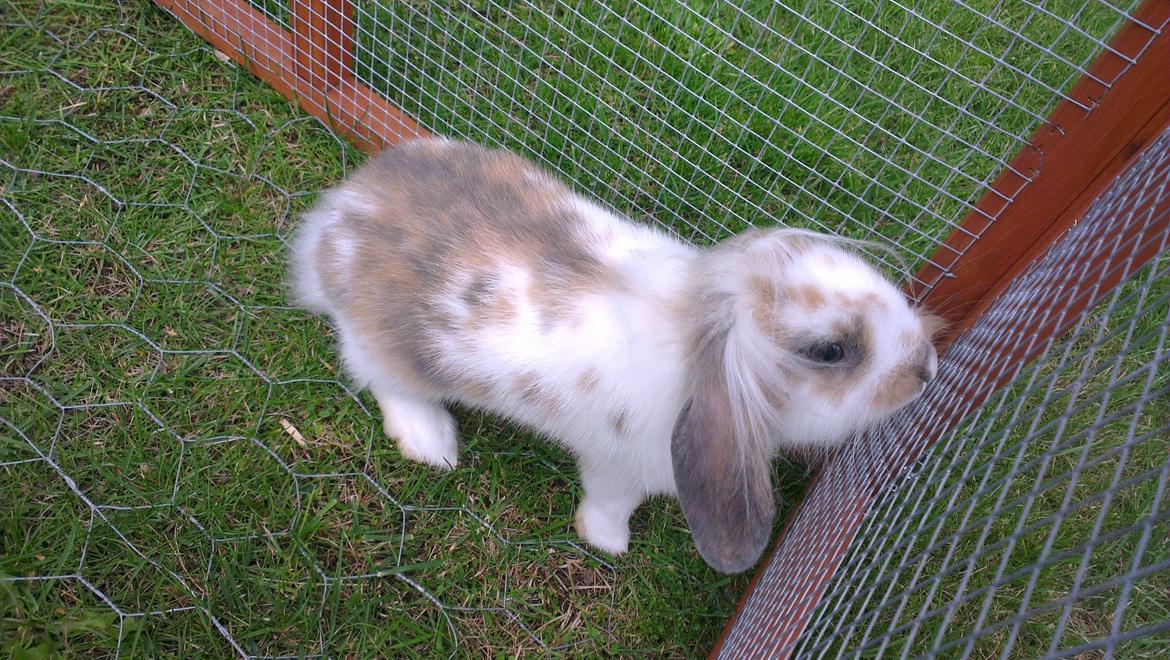 Kanin Blobber billede 23