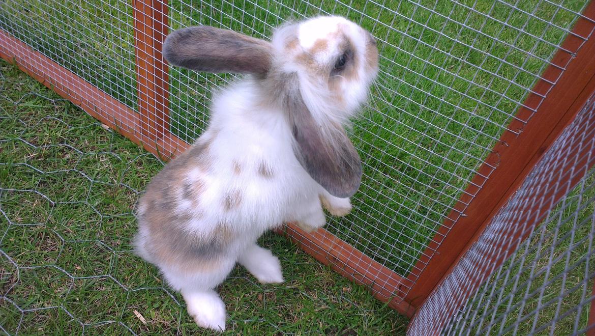 Kanin Blobber billede 24