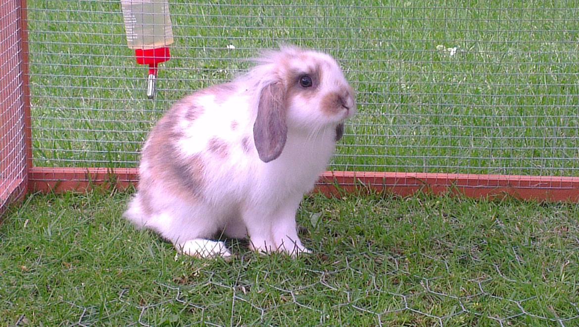 Kanin Blobber billede 25