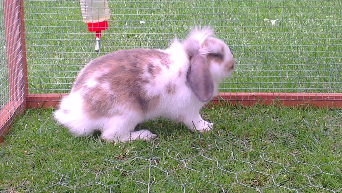 Kanin Blobber billede 26