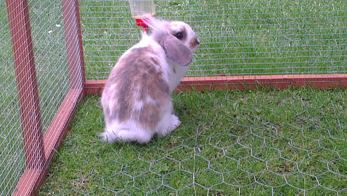 Kanin Blobber billede 27