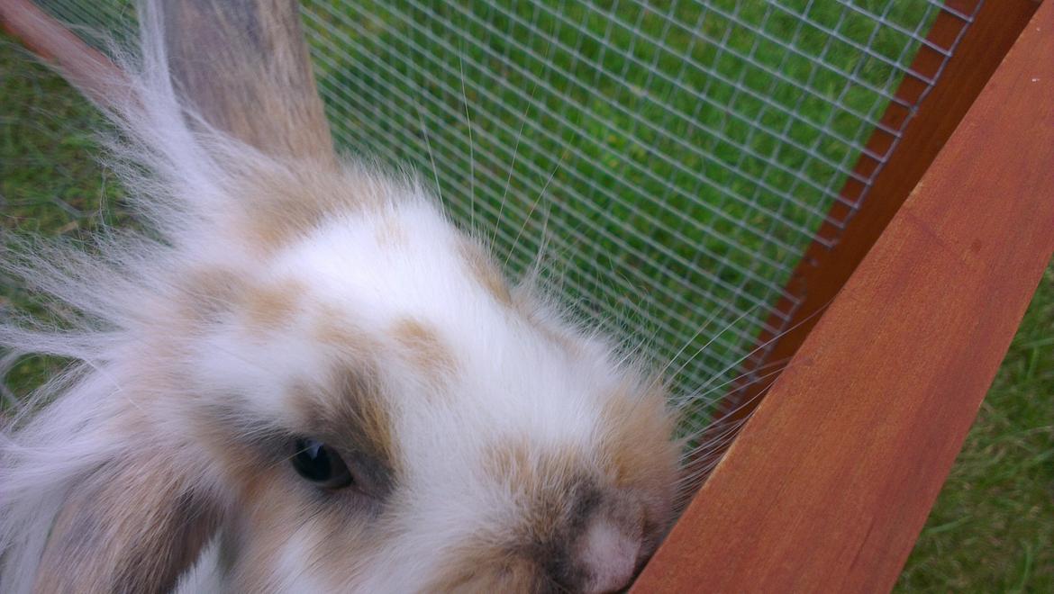 Kanin Blobber billede 28