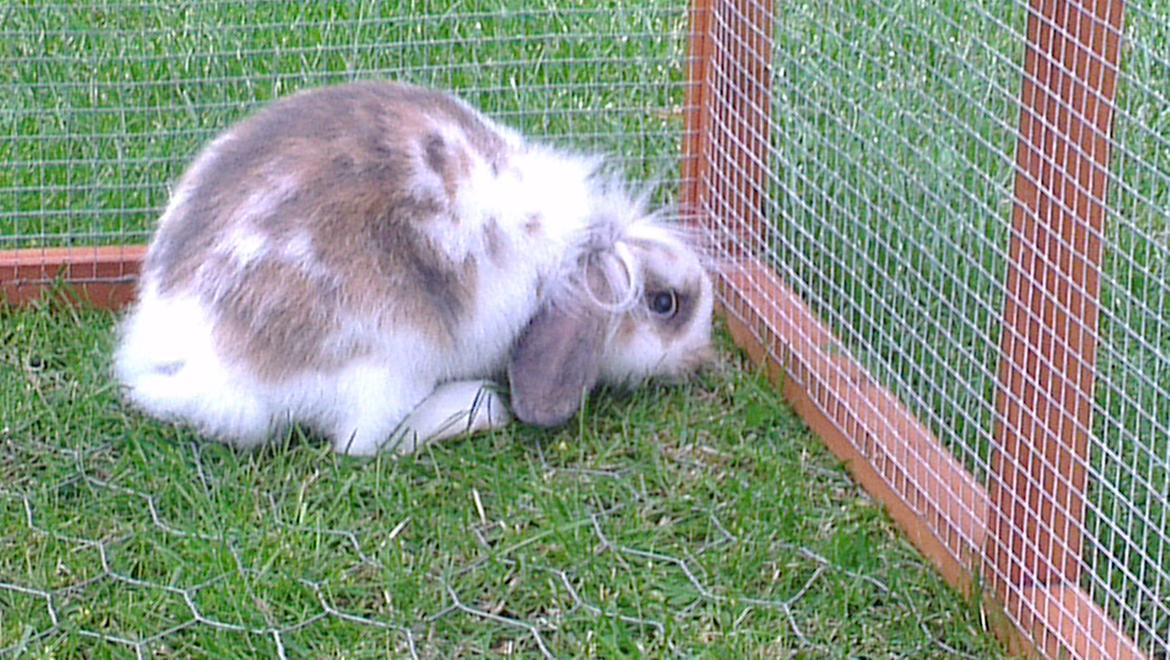 Kanin Blobber billede 29