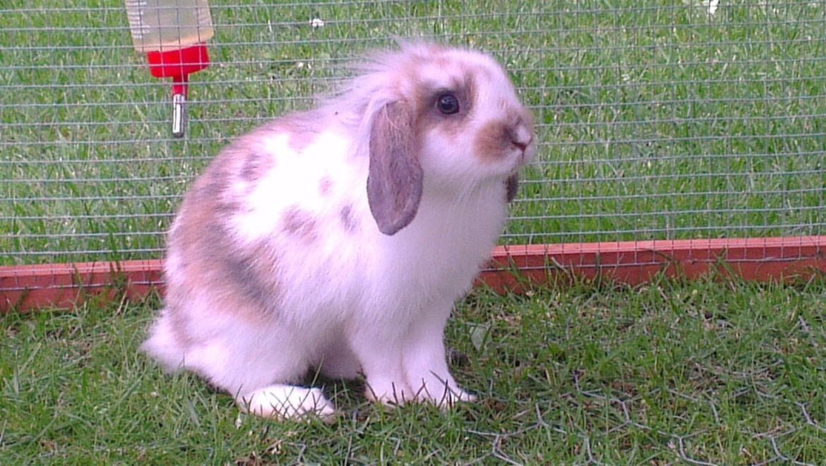 Kanin Blobber billede 30