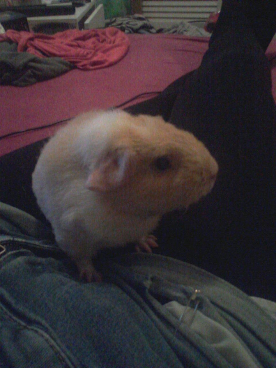 Marsvin Smilla billede 9