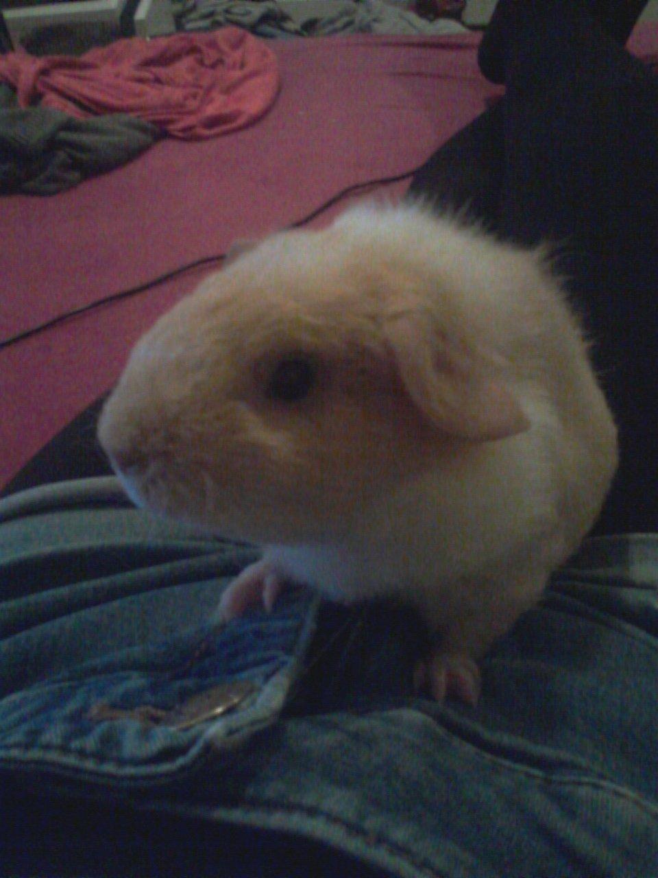 Marsvin Smilla billede 10