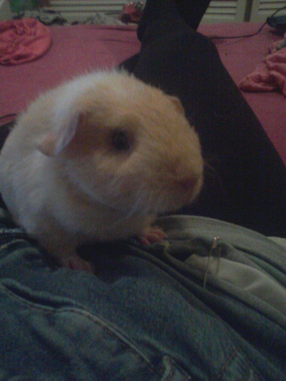 Marsvin Smilla billede 11