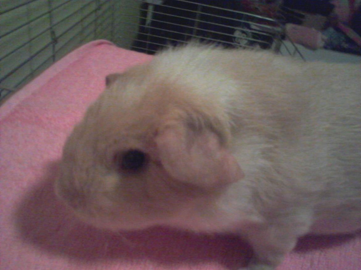 Marsvin Smilla billede 12