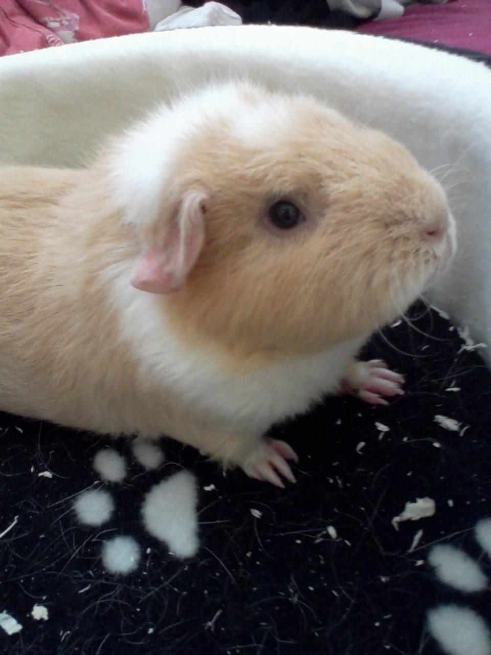 Marsvin Smilla billede 13