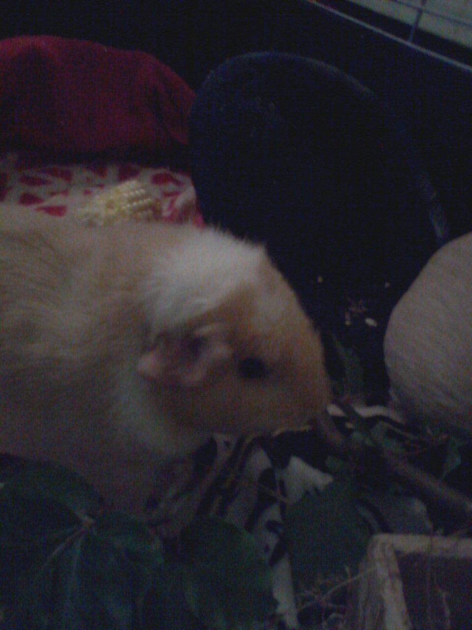 Marsvin Smilla billede 14