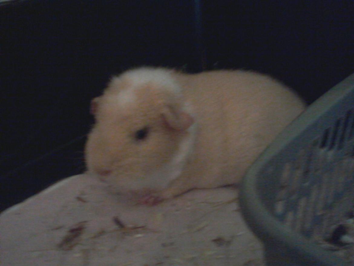 Marsvin Smilla - Hendes hygge krog :D billede 15