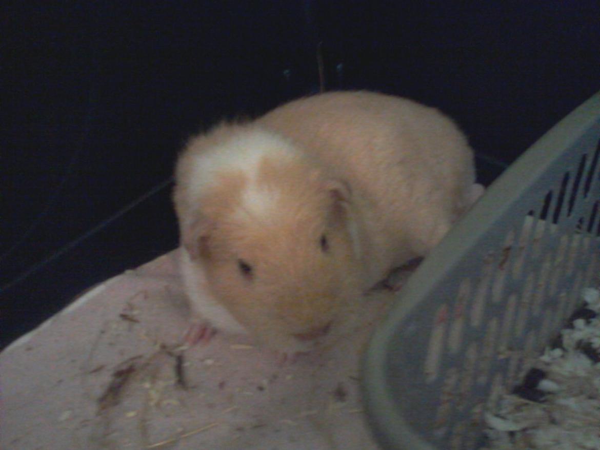 Marsvin Smilla billede 16