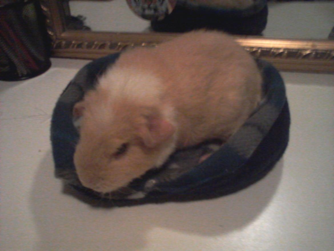 Marsvin Smilla - En lille kurv jeg har lavet til Smilla :D<3 billede 17