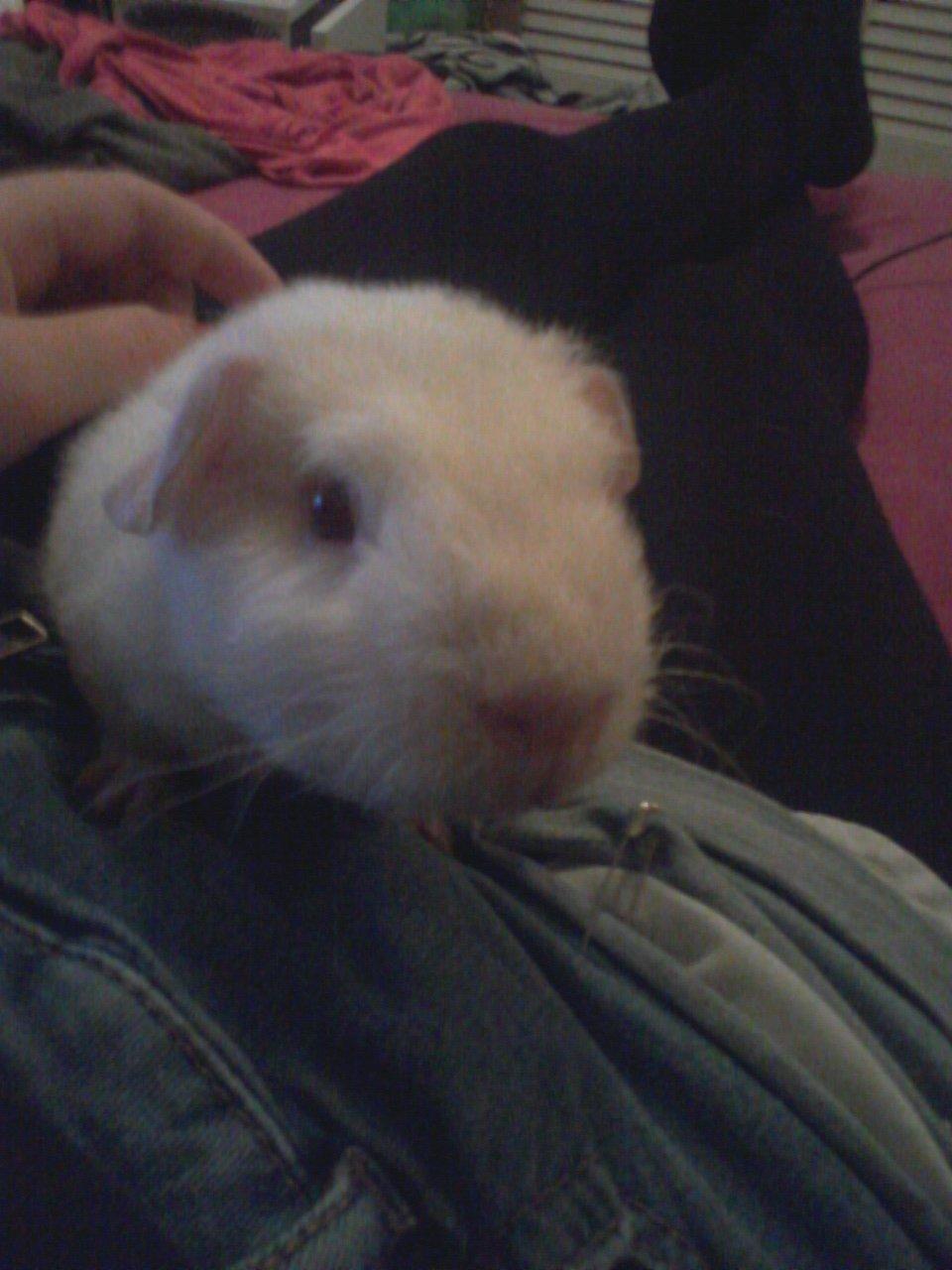 Marsvin Futti billede 7