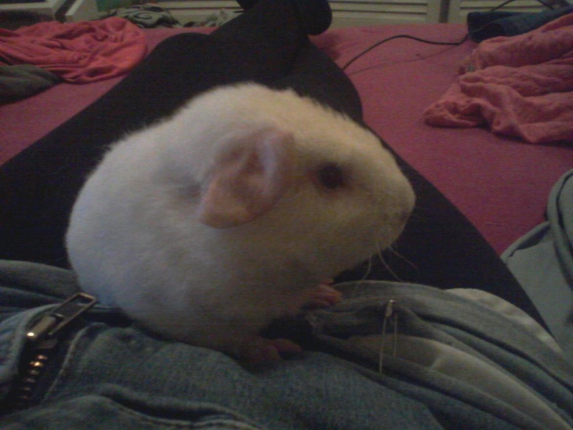 Marsvin Futti billede 8