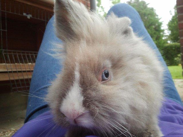 Kanin Prinsesse Candy billede 2