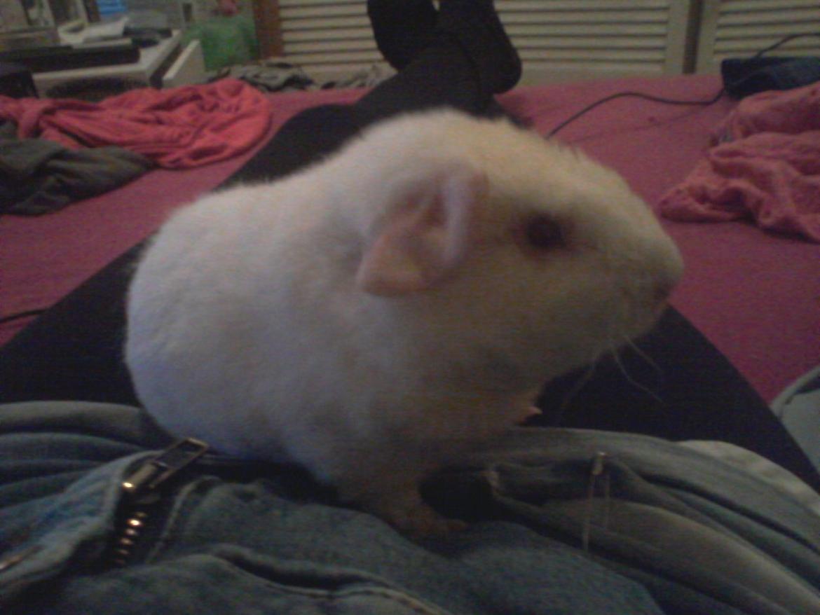 Marsvin Futti billede 9