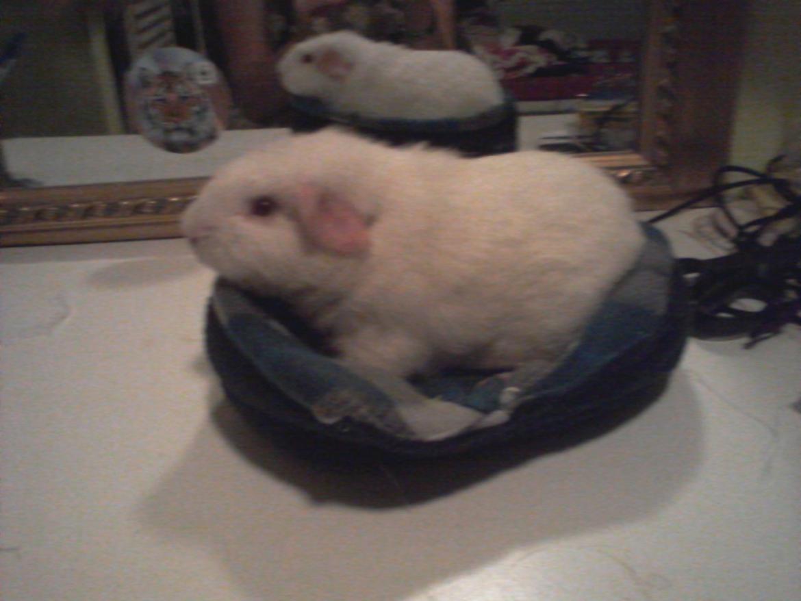 Marsvin Futti billede 10