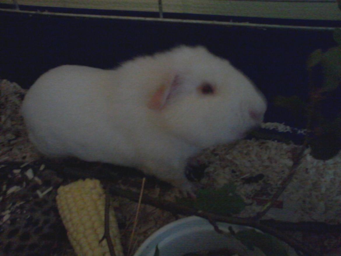 Marsvin Futti billede 11