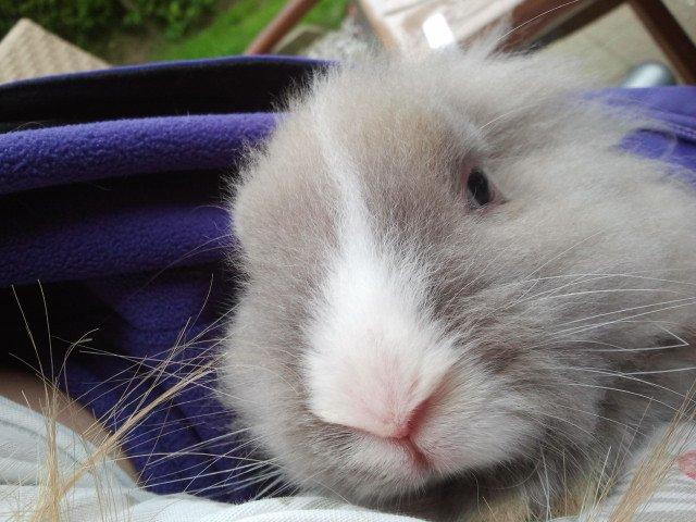 Kanin Prinsesse Candy billede 3