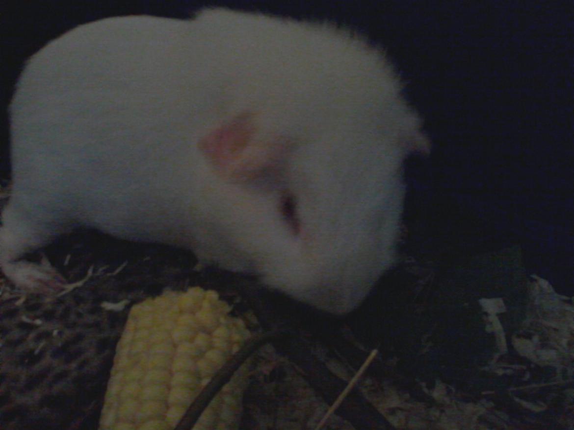 Marsvin Futti - Står og spiser af bøgegren billede 12