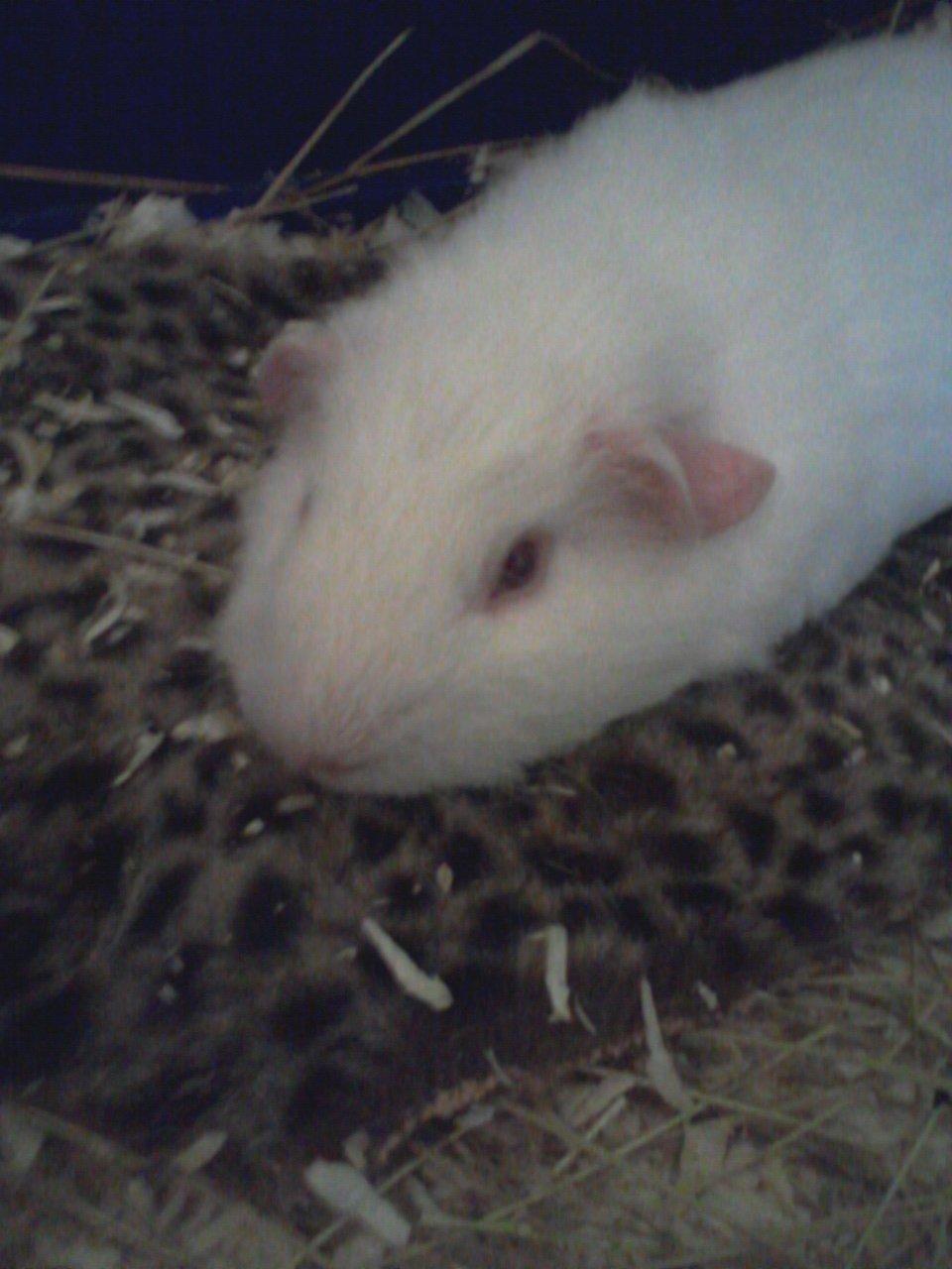 Marsvin Futti - Hygge hygge hygge :D billede 13