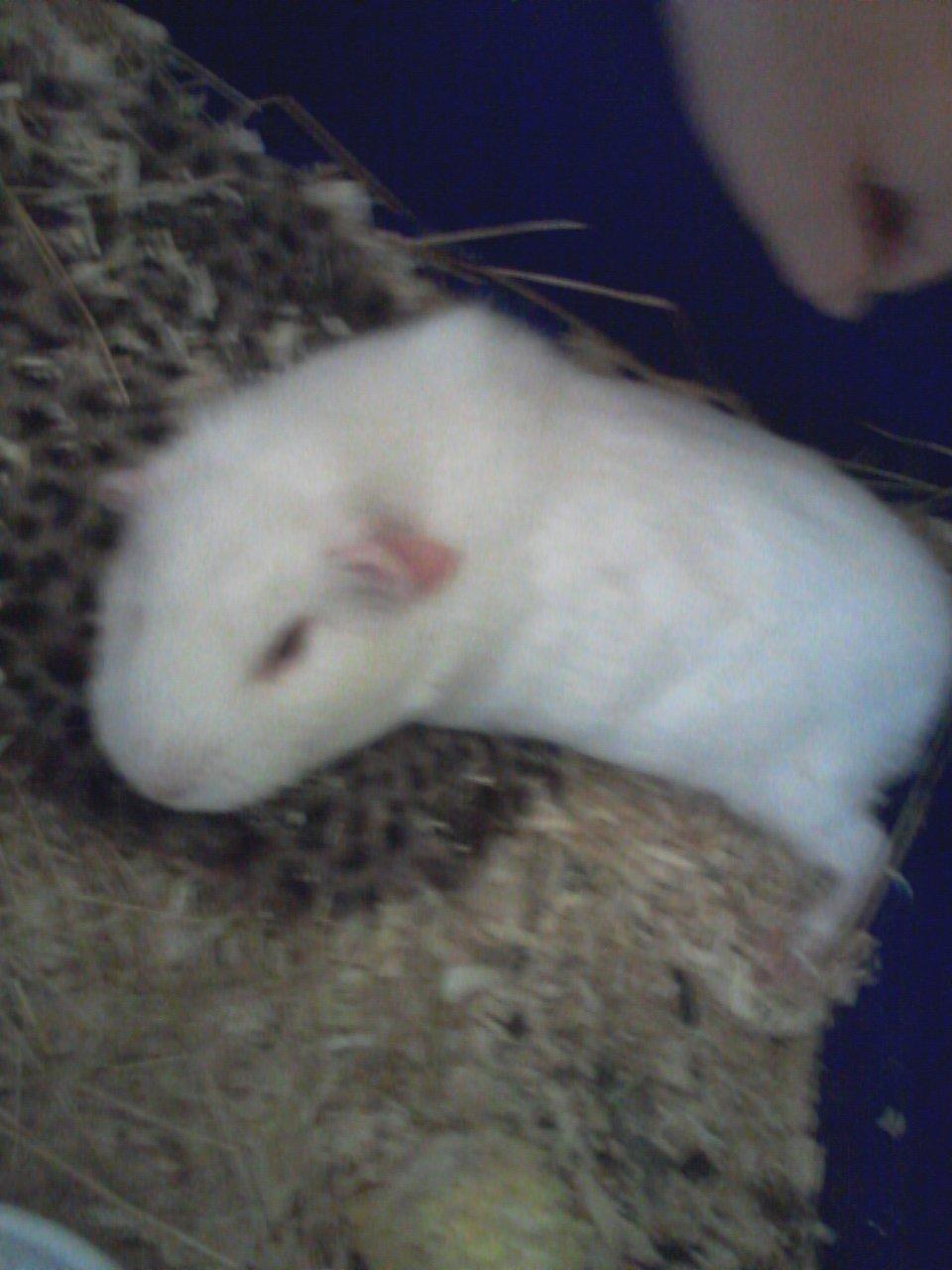 Marsvin Futti - Når Futti har løbet en hel dag og trænger til en slapper xD billede 14