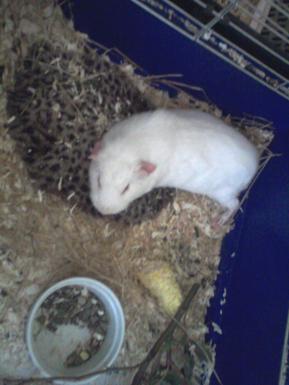 Marsvin Futti billede 15