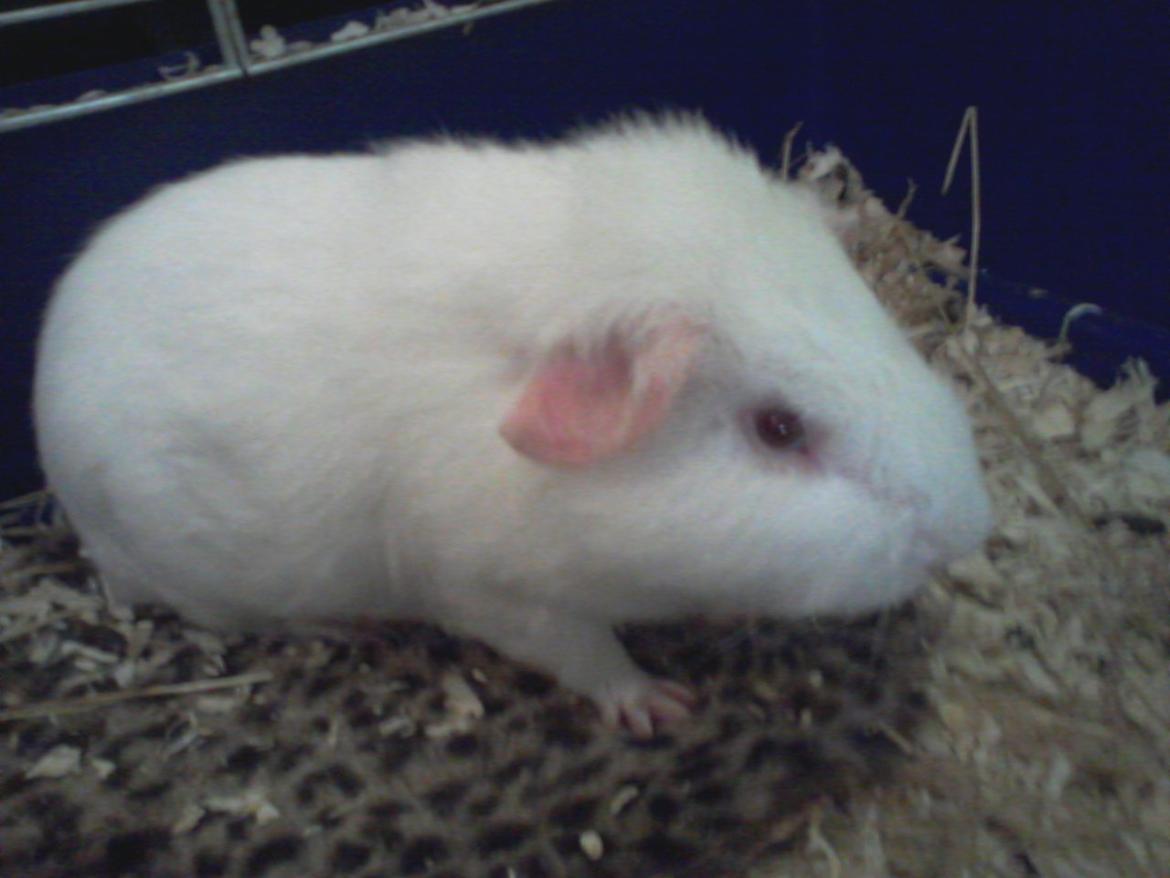 Marsvin Futti billede 16