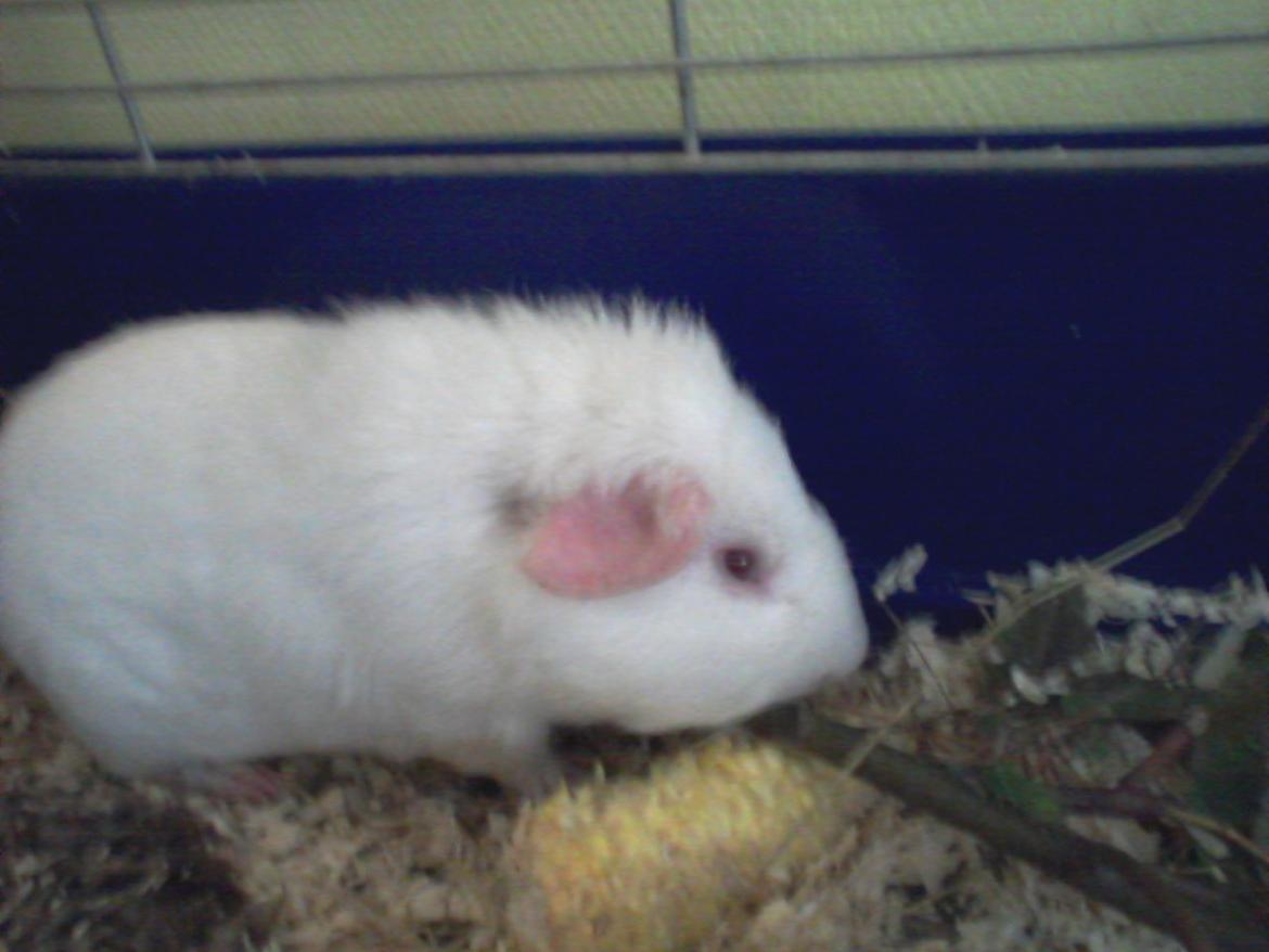 Marsvin Futti billede 17