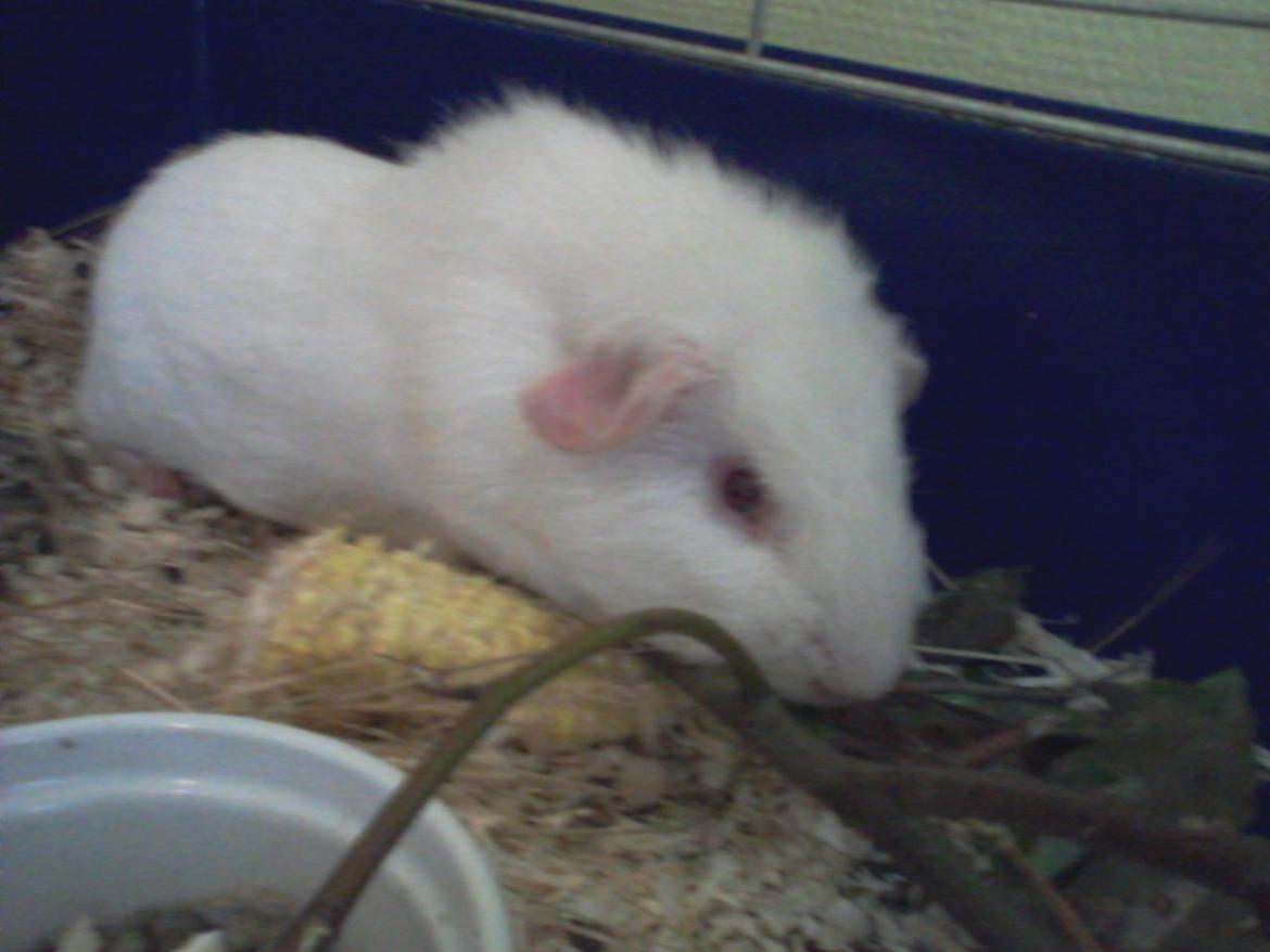 Marsvin Futti billede 18