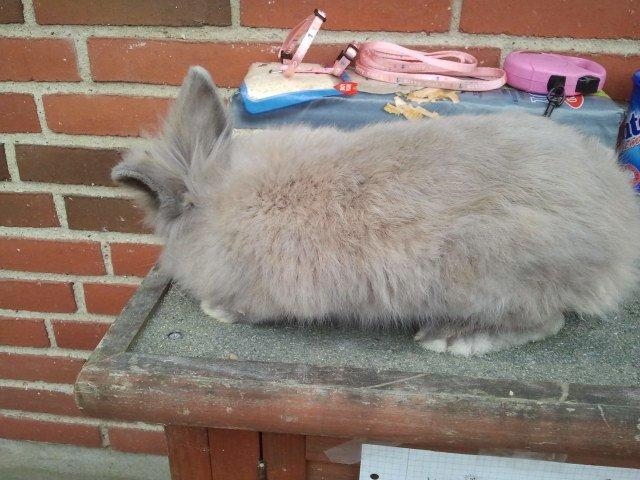 Kanin Prinsesse Candy billede 4