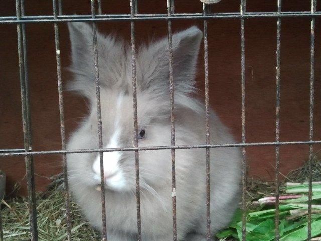 Kanin Prinsesse Candy billede 5